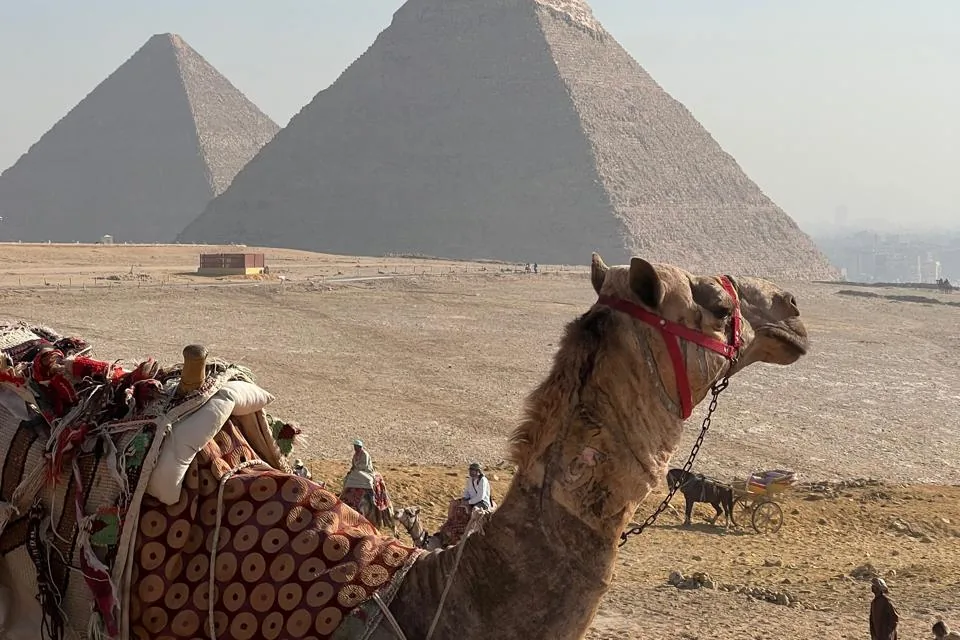 A camel resting below the pyramids of Giza