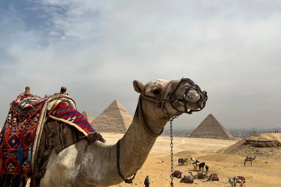 Camels waiting below the pyramids of Giza